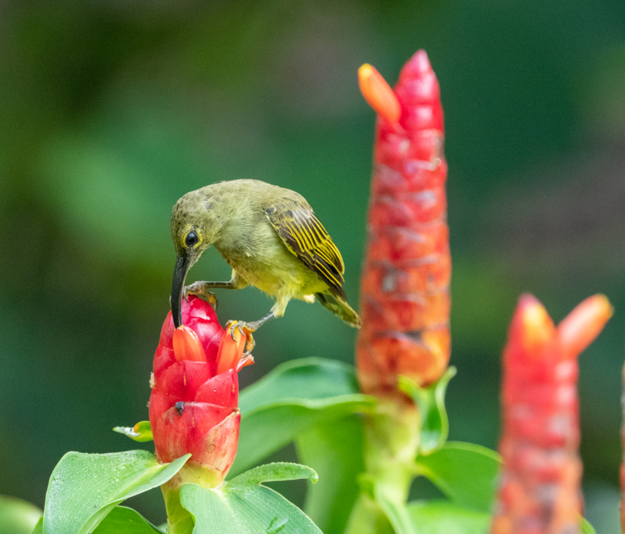Thick billed Spiderhunter